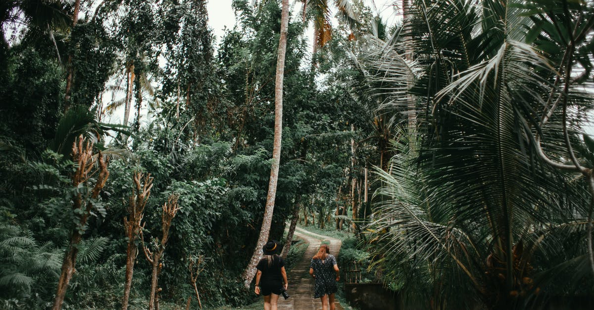What is the difference between the Atlas path and the Explorer's path? - People Walking on Pathway Between Palm Trees