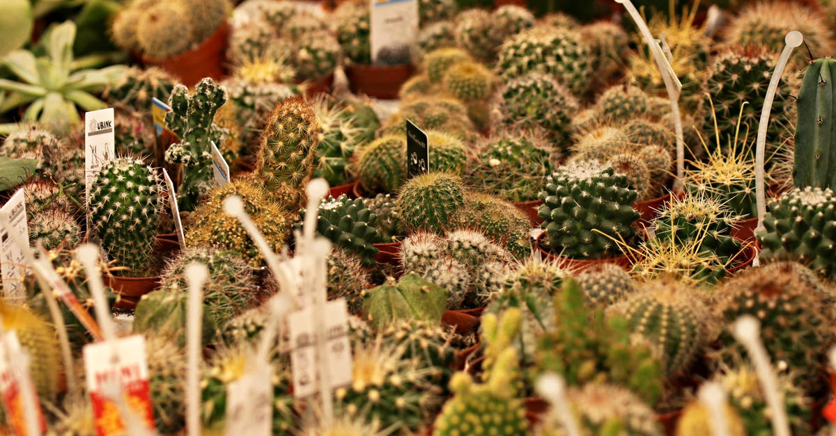What is the difference between the different kinds of blocks? - Close-up of Various of Cactus Plants What is the difference between the different kinds of blocks? - Close-up of Various of Cactus Plants