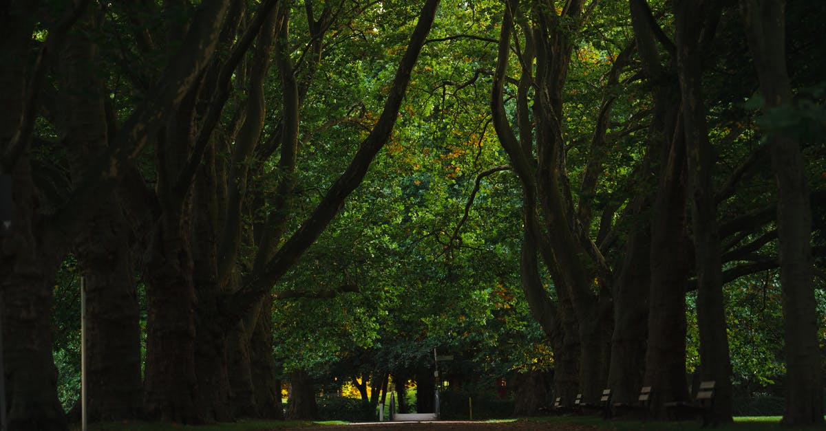 What is the difference between the levels of Healing spells? - Tall Trees between Paved Pathway What is the difference between the levels of Healing spells? - Tall Trees between Paved Pathway