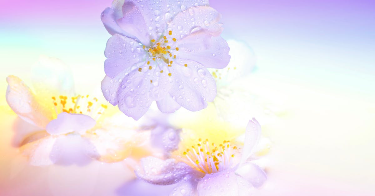 What is the Drop Percentage of Green, Blue, and Purple Engrams? - Delicate buds of blooming tree covered with droplets on abstract violet background with yellow and light blue glare