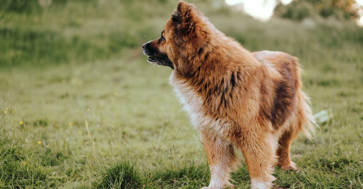 What is the Elo hell? - A Brown Long Coated Dog on Grass What is the Elo hell? - A Brown Long Coated Dog on Grass