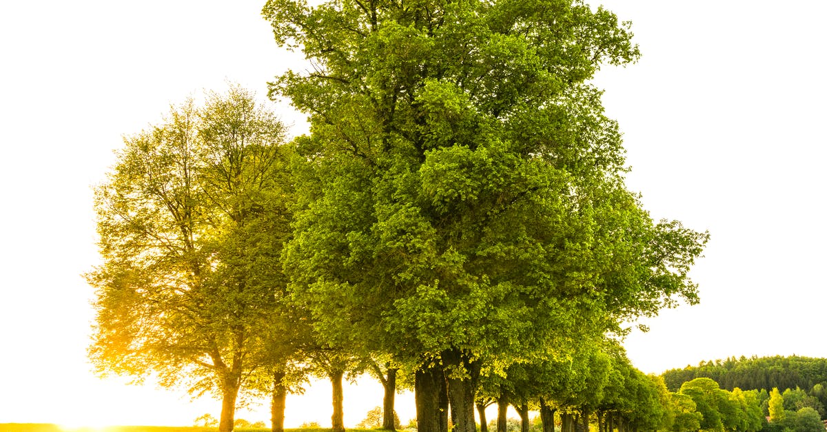 What is the exact maximum height oak trees can grow? - Trees With Pathway