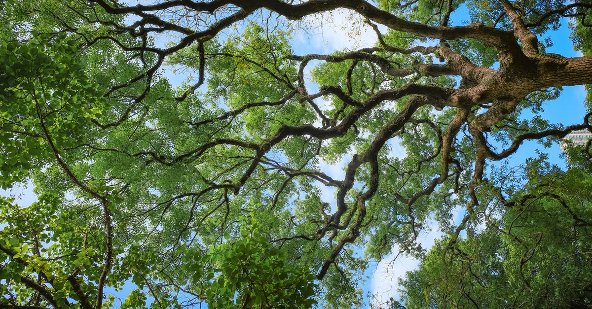 What is the exact maximum height oak trees can grow? - Green Trees