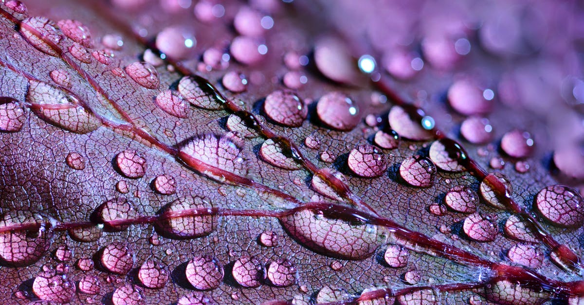 What is the explanation for the water scene? - Purple Leaf What is the explanation for the water scene? - Purple Leaf