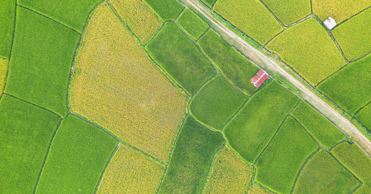 What is the fastest way to get the Accelerated Production achievement? - Drone view of rural road going through picturesque green and yellow rice fields in countryside What is the fastest way to get the Accelerated Production achievement? - Drone view of rural road going through picturesque green and yellow rice fields in countryside