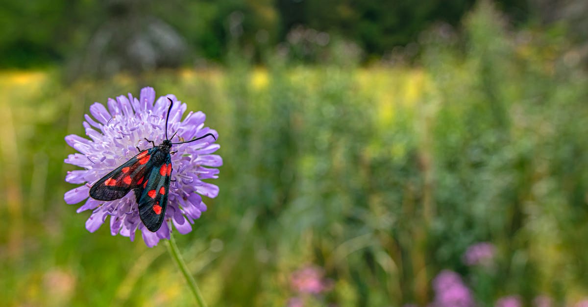 What is the function of a Macro? [closed] - Free stock photo of animal, close-up, environment