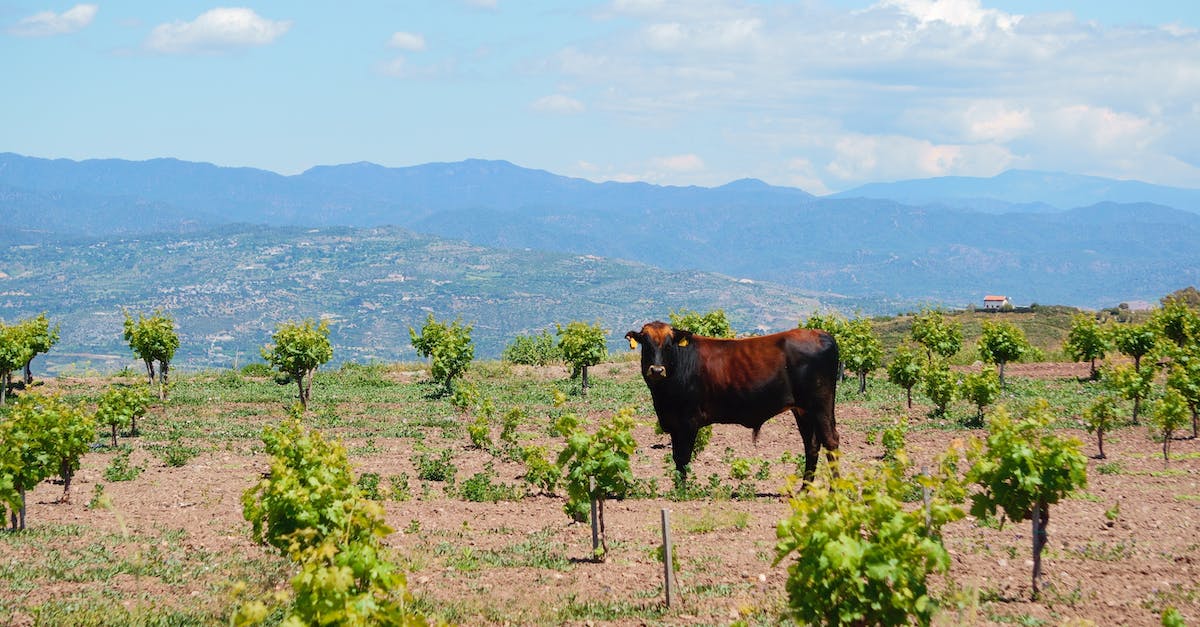 What is the ideal number of farms and wine fields? - Brown Cow on Green Grass Field