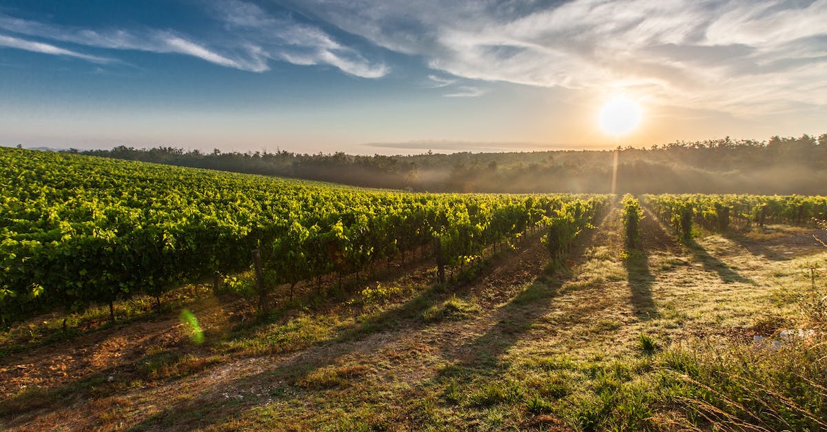 What is the ideal number of farms and wine fields? - Farm Land during Sunset