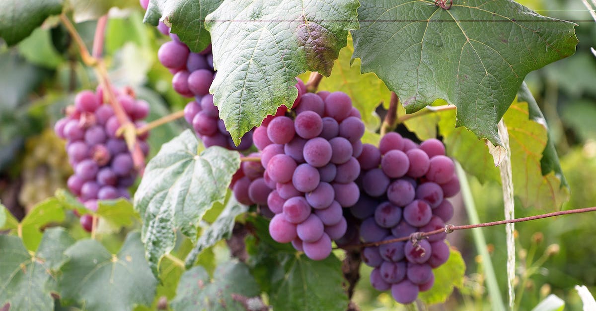 What is the ideal number of farms and wine fields? - Purple Grapes
