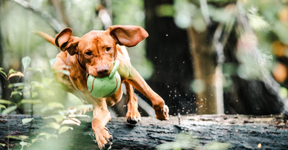 What is the keybind to select the ranger's pet? - Dog with Ball in Mouth Jumping Over a Fallen Tree Trunk
