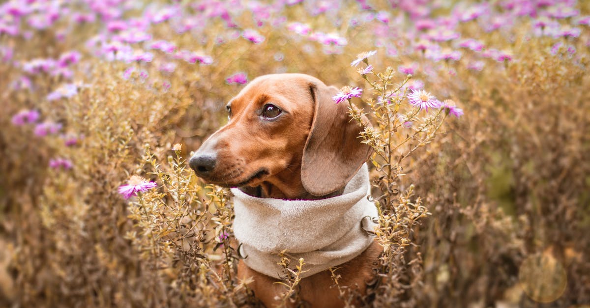 What is the keybind to select the ranger's pet? - Dachshund Surrounded by Purple Flowers