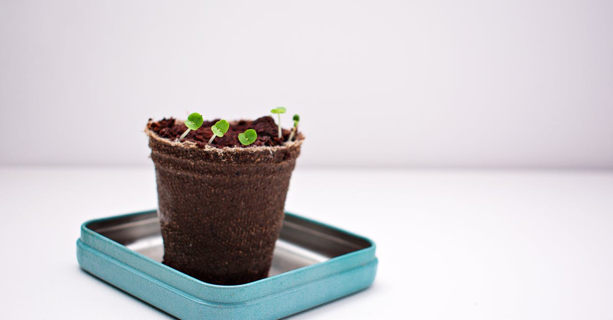 What is the maximum furnishing I can have in my Genshin Impact Serenitea Pot? - Green Potted Plant