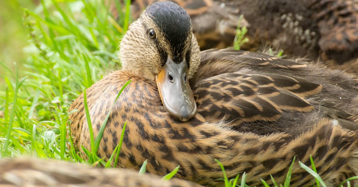 What is the meaning of the message Piscata Rosea 4 4 5 - Brown Duck on Green Grass What is the meaning of the message Piscata Rosea 4 4 5 - Brown Duck on Green Grass
