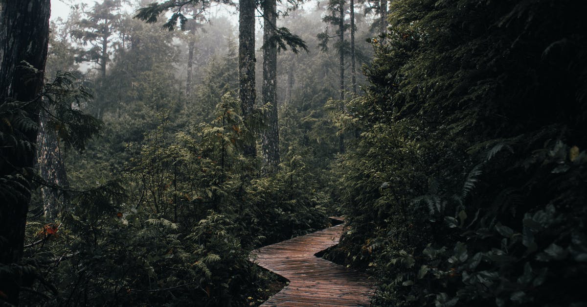 What is the most cost effective way to grow a fairy? - Narrow wooden pathway surrounded with green trees and plants growing in woodland in nature in daylight