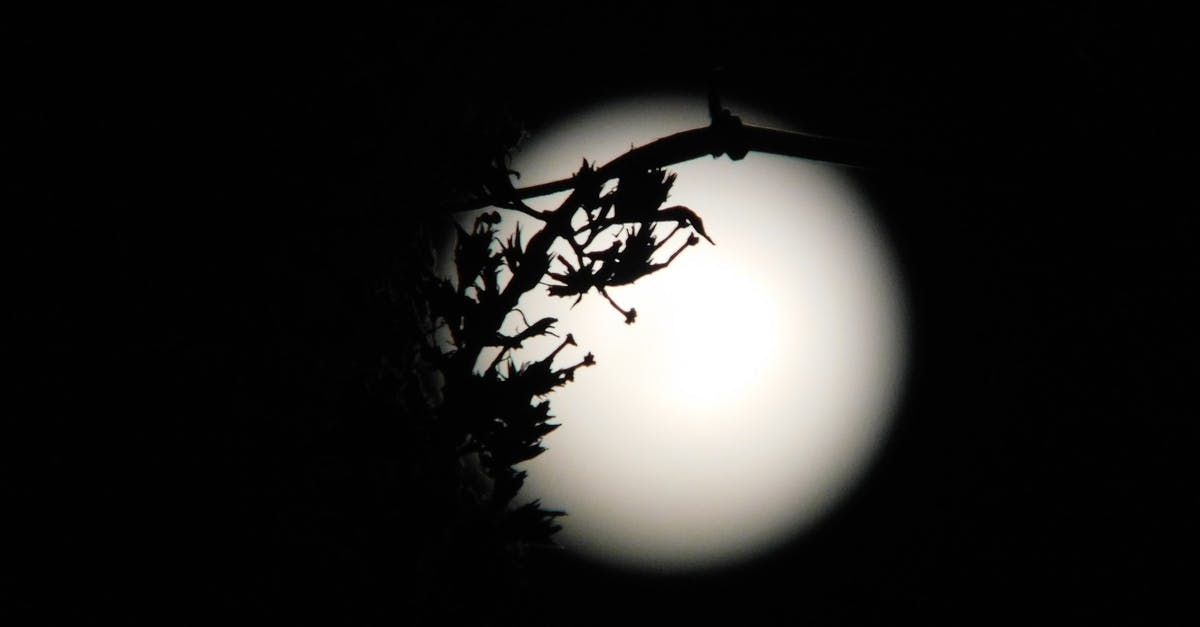 What is the most effective incapacitation? - Silhouette of tree branch against luminous bright moon on dark sky at starless night What is the most effective incapacitation? - Silhouette of tree branch against luminous bright moon on dark sky at starless night