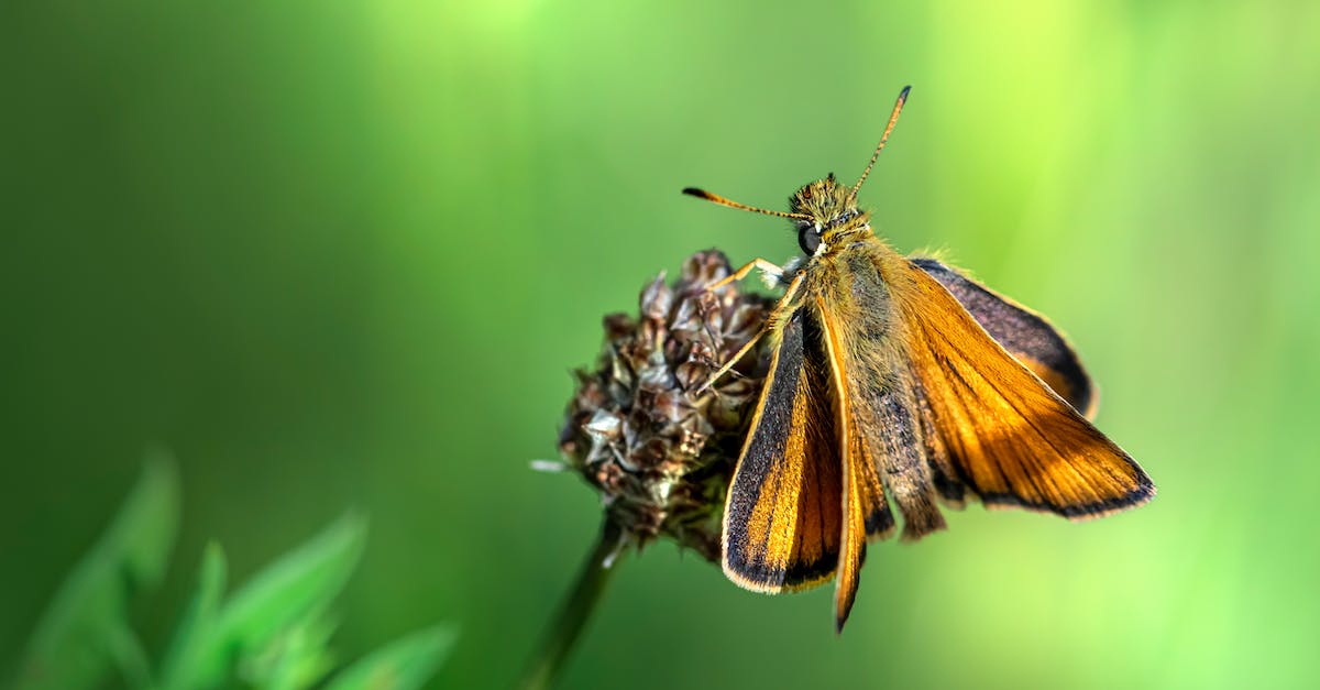 What is the most efficient way to create and mine obsidian after bug patch? - A Close-Up of a Small Skipper