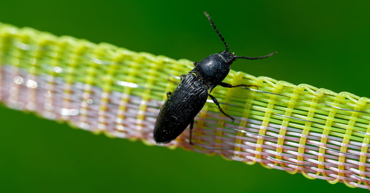 What is the most efficient way to create and mine obsidian after bug patch? - Black and Brown Bug on Green Leaf What is the most efficient way to create and mine obsidian after bug patch? - Black and Brown Bug on Green Leaf