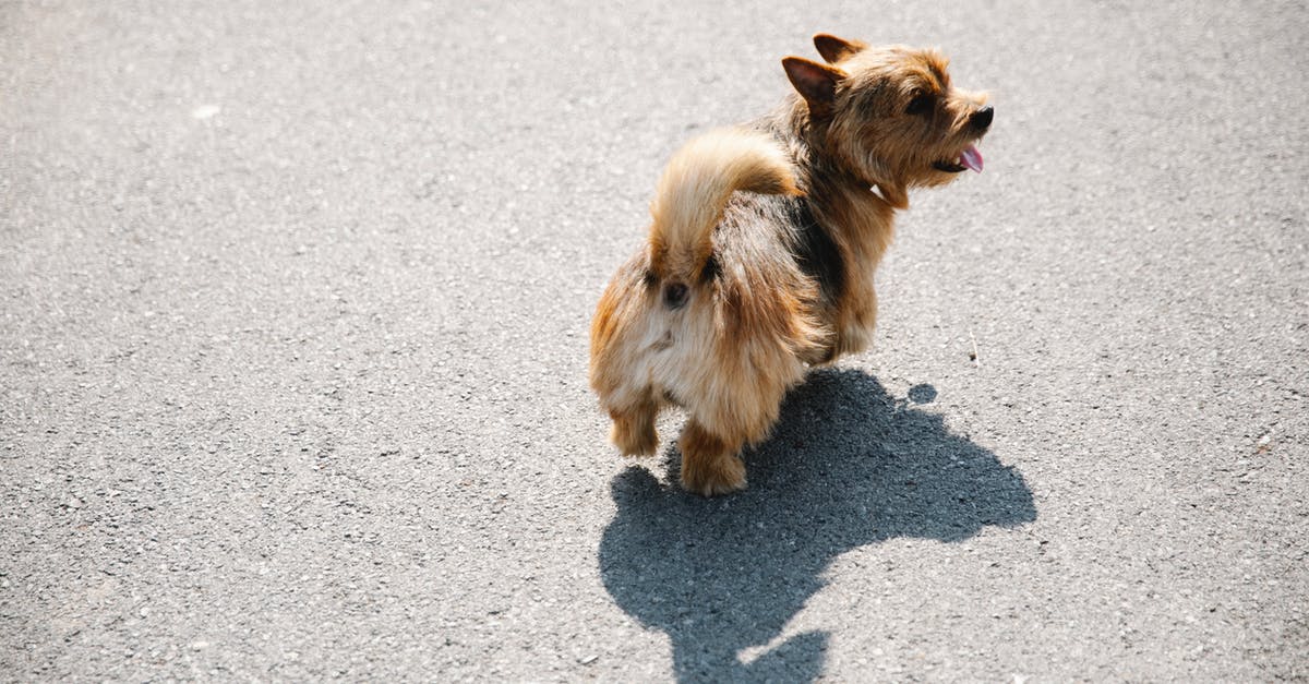 What is the most efficient way to take out a tank? - Cute dog walking on asphalt road