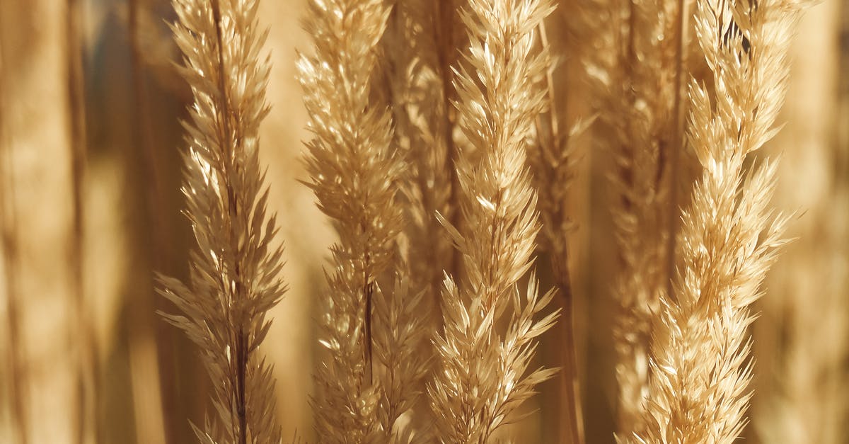 What is the most land efficient food source? - Cereal grass growing in field in countryside What is the most land efficient food source? - Cereal grass growing in field in countryside