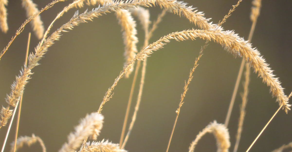 What is the most land efficient food source? - Thin dry golden grass growing in agricultural field What is the most land efficient food source? - Thin dry golden grass growing in agricultural field