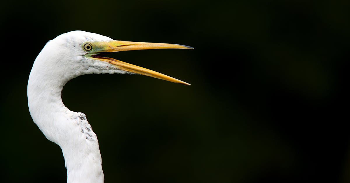 What is the name of Bastion's bird friend? - Great egret bird watching