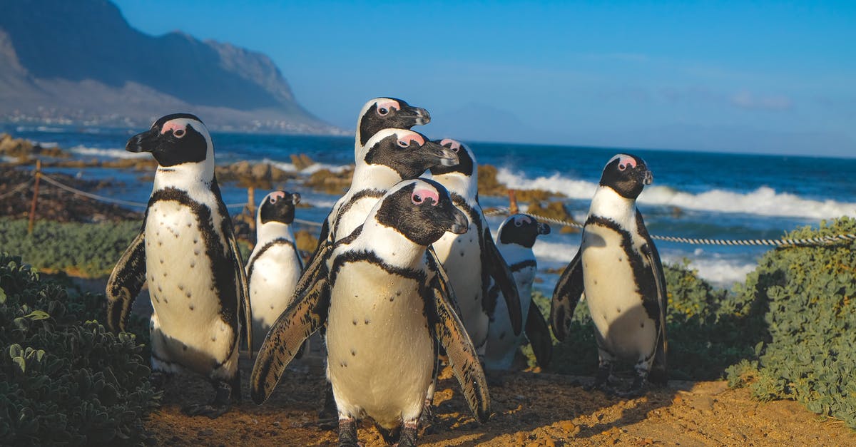What is the name of Bastion's bird friend? - Group of African Penguins