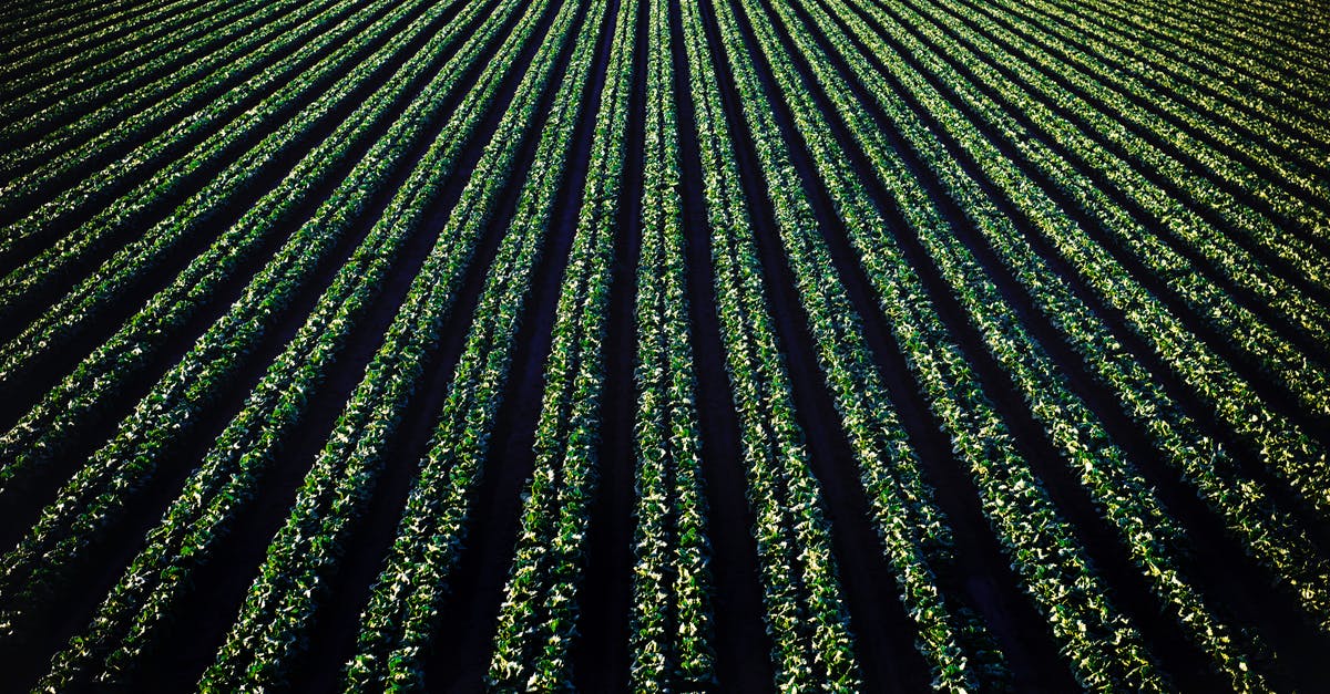What is the optimum pattern to place crops in Minecraft? - Photo of Green and Black Lights What is the optimum pattern to place crops in Minecraft? - Photo of Green and Black Lights