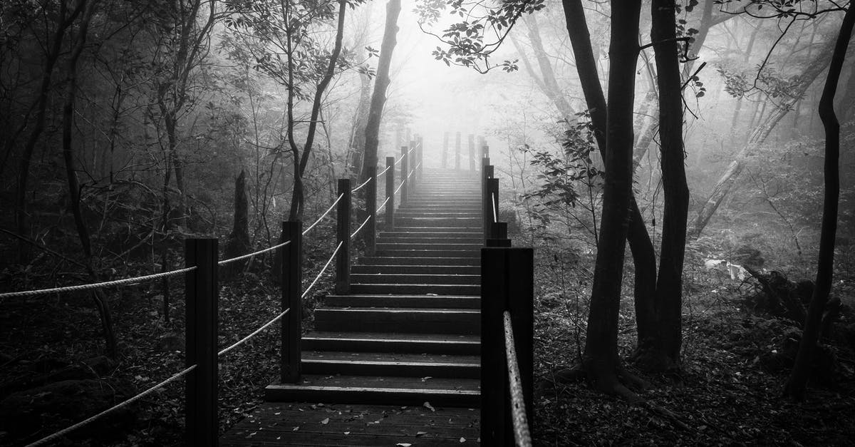 What is the particle trail for in Genshin Impact? - Wooden Stairs in Forest What is the particle trail for in Genshin Impact? - Wooden Stairs in Forest