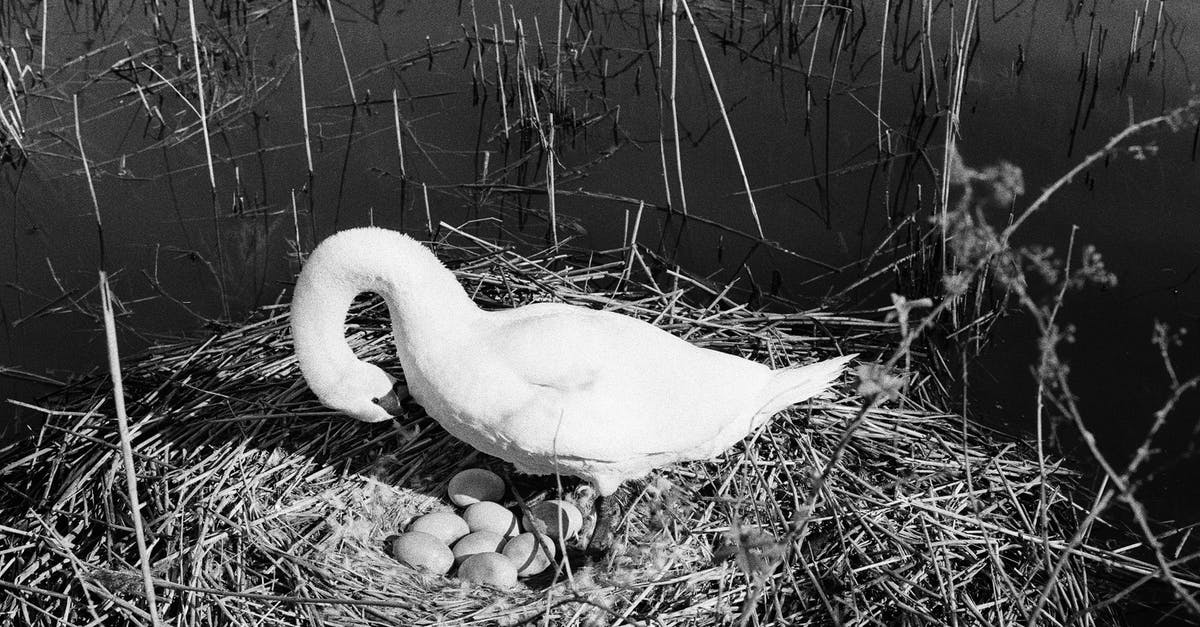 What is the percent chance of laying an egg? - A Swan Laying Eggs on a Nest
