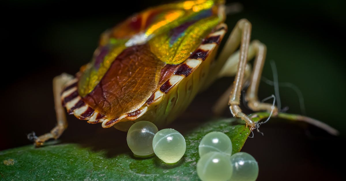 What is the percent chance of laying an egg? - Insect Laying Eggs on a Leaf What is the percent chance of laying an egg? - Insect Laying Eggs on a Leaf