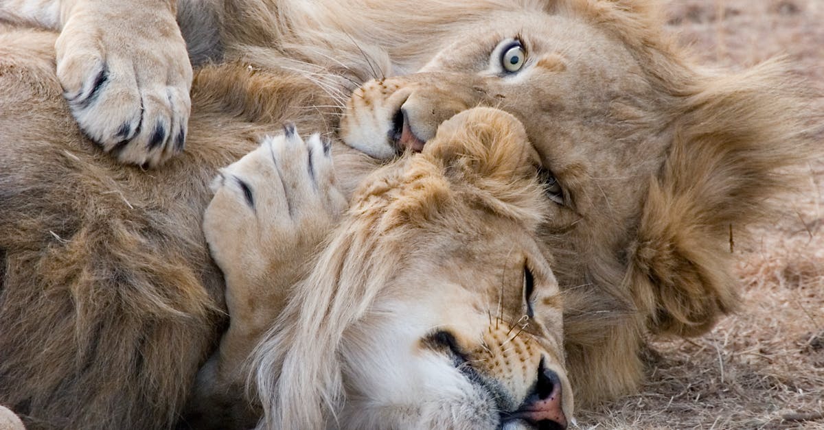 What is the percent chance of laying an egg? - Two Brown Lions Lying on Grass What is the percent chance of laying an egg? - Two Brown Lions Lying on Grass
