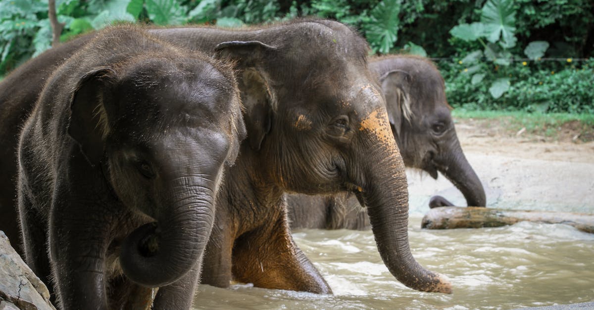 What is the purpose of Large Gems? - 2 Elephants Walking on Water What is the purpose of Large Gems? - 2 Elephants Walking on Water