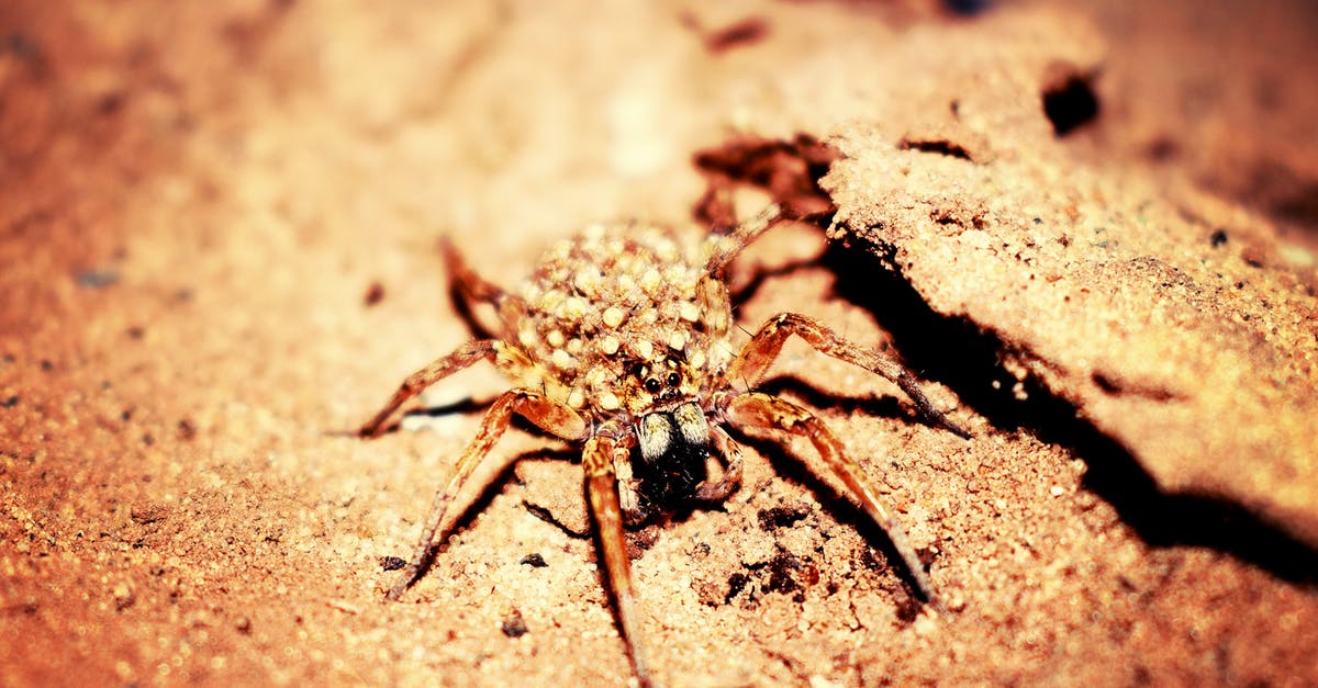 What is the purpose of the spider egg hat? - Female Wolf Spider in Closeup Photography What is the purpose of the spider egg hat? - Female Wolf Spider in Closeup Photography