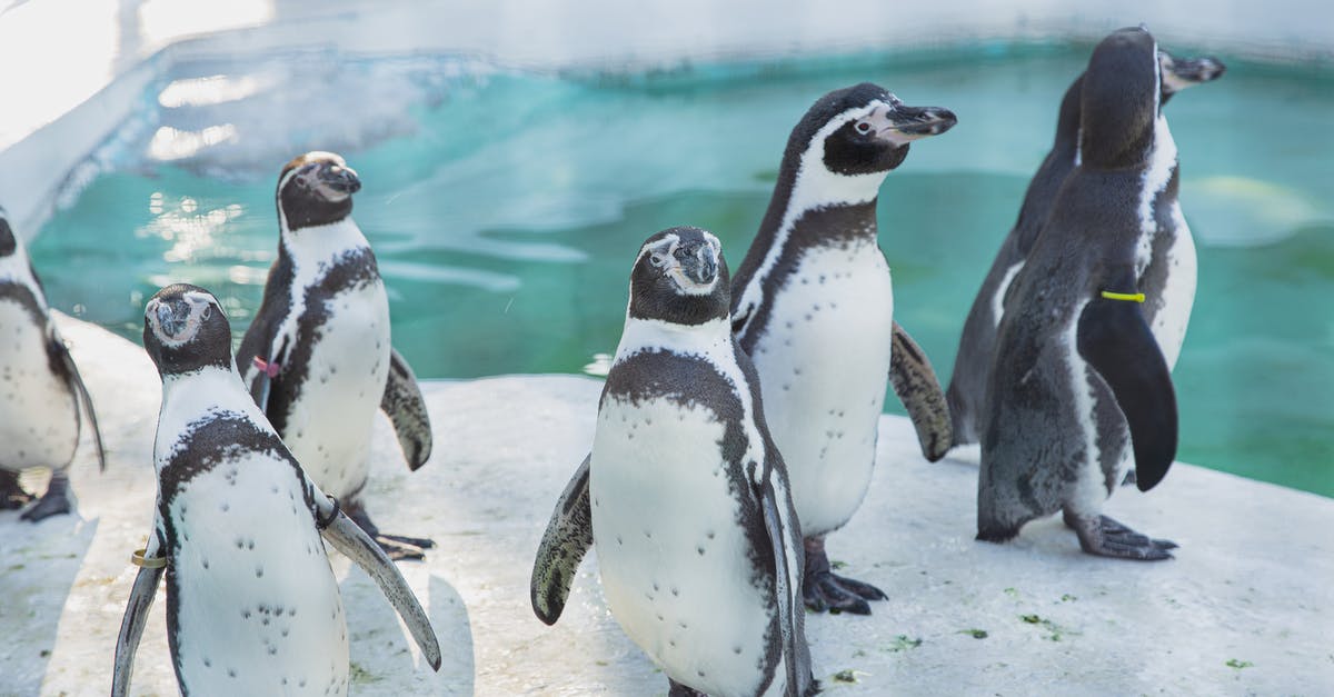 What is the rules for colonial nations taking my new colony territories? - Colony of wild cute penguins gathering on snowy shore near cold seawater in daylight in sanctuary or natural habitat What is the rules for colonial nations taking my new colony territories? - Colony of wild cute penguins gathering on snowy shore near cold seawater in daylight in sanctuary or natural habitat
