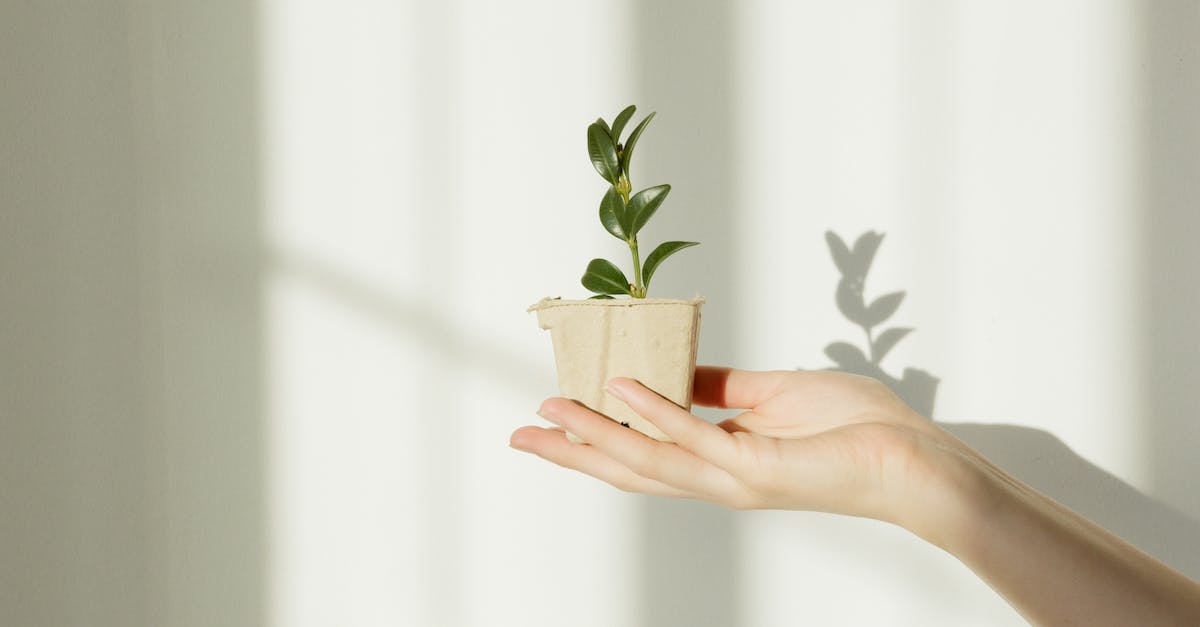 What is the scaling of health on a boss per person in normal/heroic raiding in world of warcraft - Person Holding Green Plant in Brown Pot What is the scaling of health on a boss per person in normal/heroic raiding in world of warcraft - Person Holding Green Plant in Brown Pot