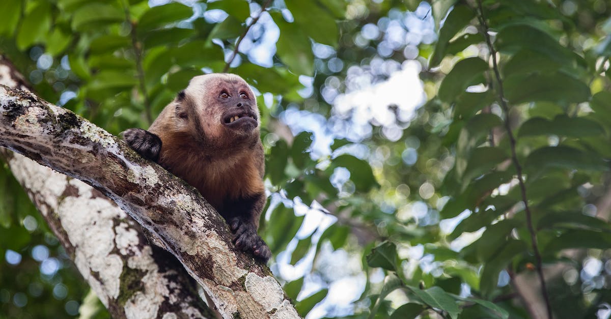 What is the secret of Monkey Island? - Brown and Black Monkey on Tree Branch What is the secret of Monkey Island? - Brown and Black Monkey on Tree Branch