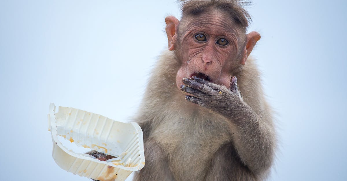 What is the secret of Monkey Island? - Close Up Photo of a Monkey What is the secret of Monkey Island? - Close Up Photo of a Monkey