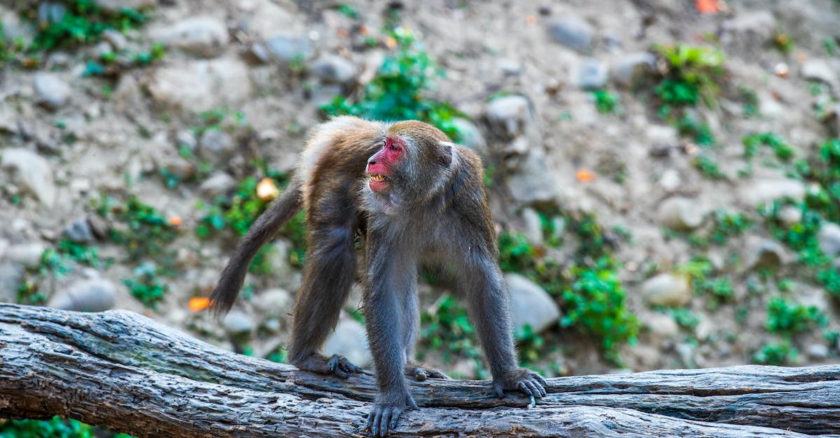 What is the secret of Monkey Island? - Brown Monkey on Brown Tree Branch What is the secret of Monkey Island? - Brown Monkey on Brown Tree Branch