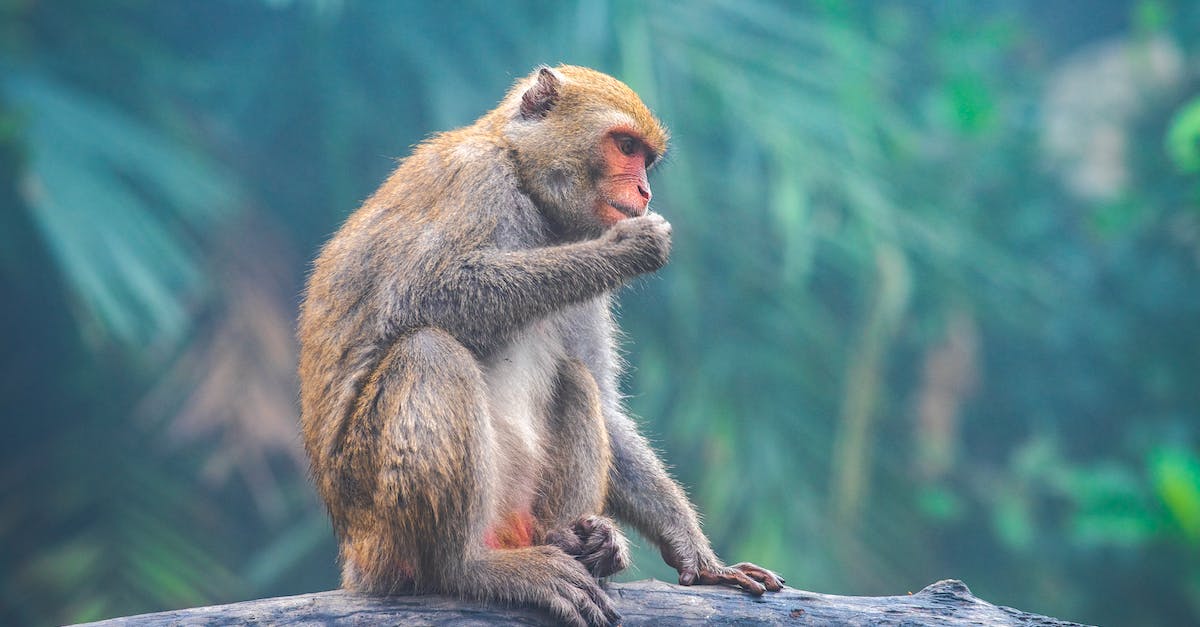 What is the secret of Monkey Island? - Brown Monkey on Brown Wooden Tree Branch What is the secret of Monkey Island? - Brown Monkey on Brown Wooden Tree Branch