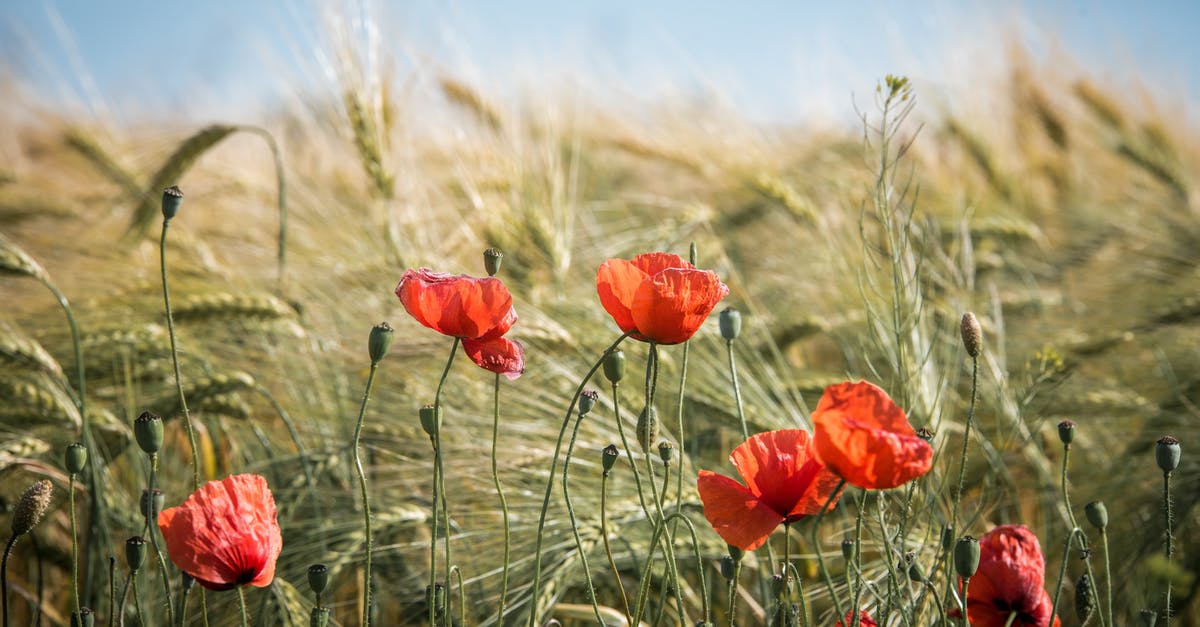 What is the significance of a red exclamation mark? - Red Broad Petaled Flowers What is the significance of a red exclamation mark? - Red Broad Petaled Flowers