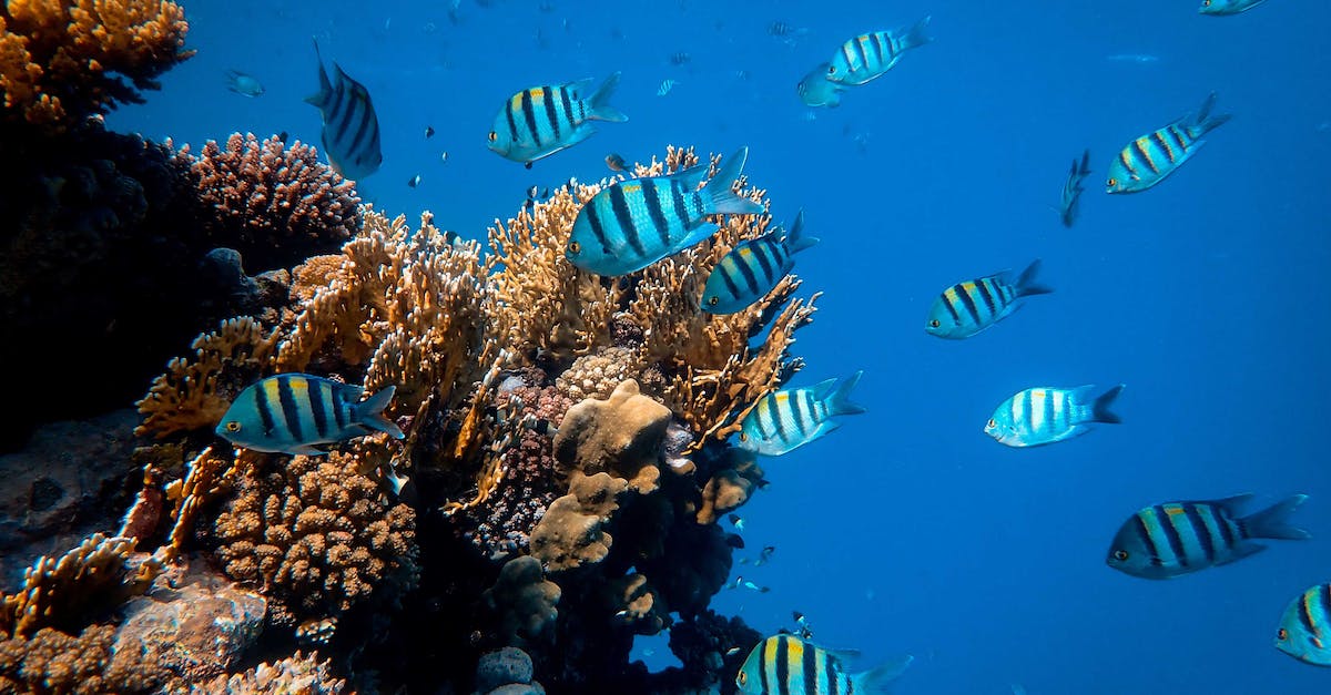 What is the smallest body of water I can fish from? - School of Fish in Body of Water