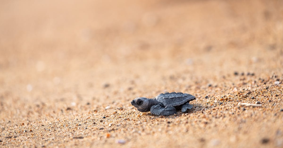 What is the thinest layer of sand that will still produce desert biome? - Wild tiny turtle on sandy coast