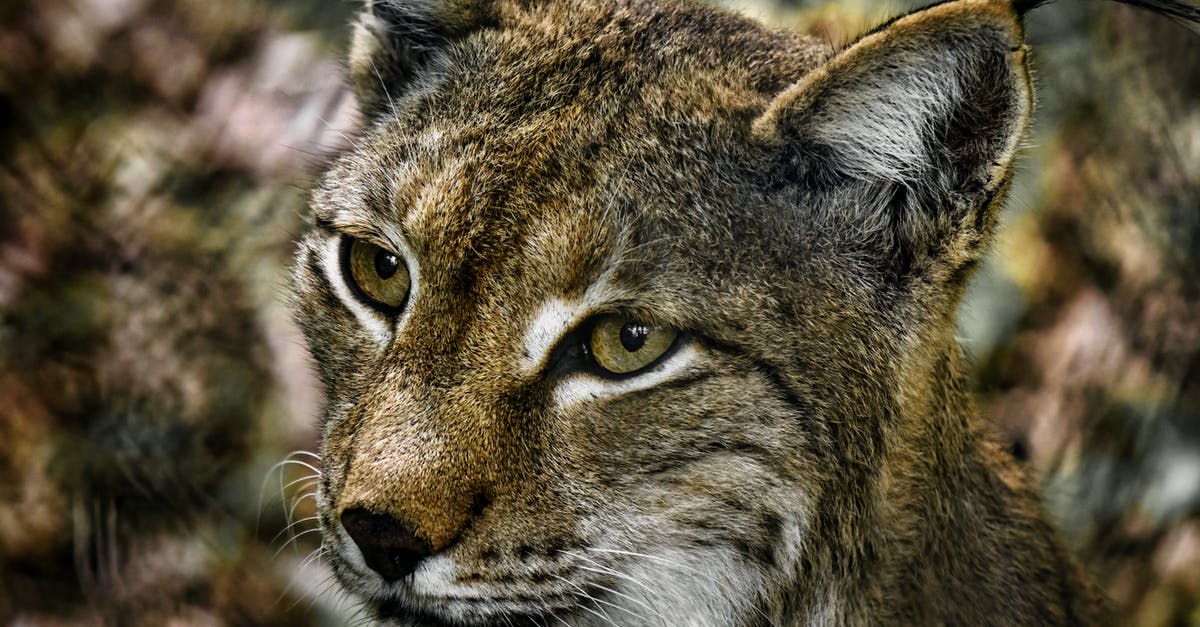 What is the Wildcat in Kingdom Rush? - Brown and Black Cat in Close Up Photography