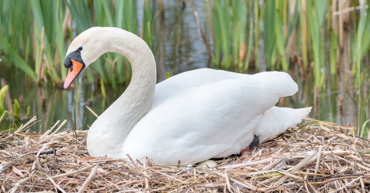 What is this bird nest for and why does it glow? - White Swan Brooding It's Eggs What is this bird nest for and why does it glow? - White Swan Brooding It's Eggs