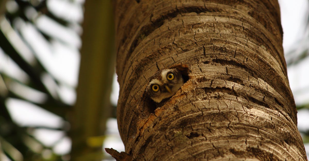What is this bird nest for and why does it glow? - Brown Owl on Brown Tree Trunk What is this bird nest for and why does it glow? - Brown Owl on Brown Tree Trunk