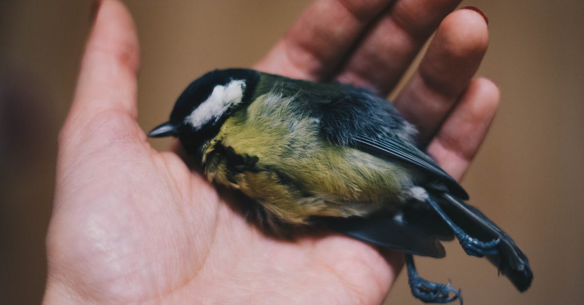 What is this Dead By Daylight icon? - Person Holding Black and Green Bird