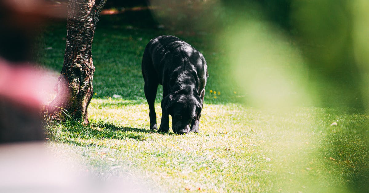 What is this dog sniffing out here? - Photo of Dog on Grass Field What is this dog sniffing out here? - Photo of Dog on Grass Field
