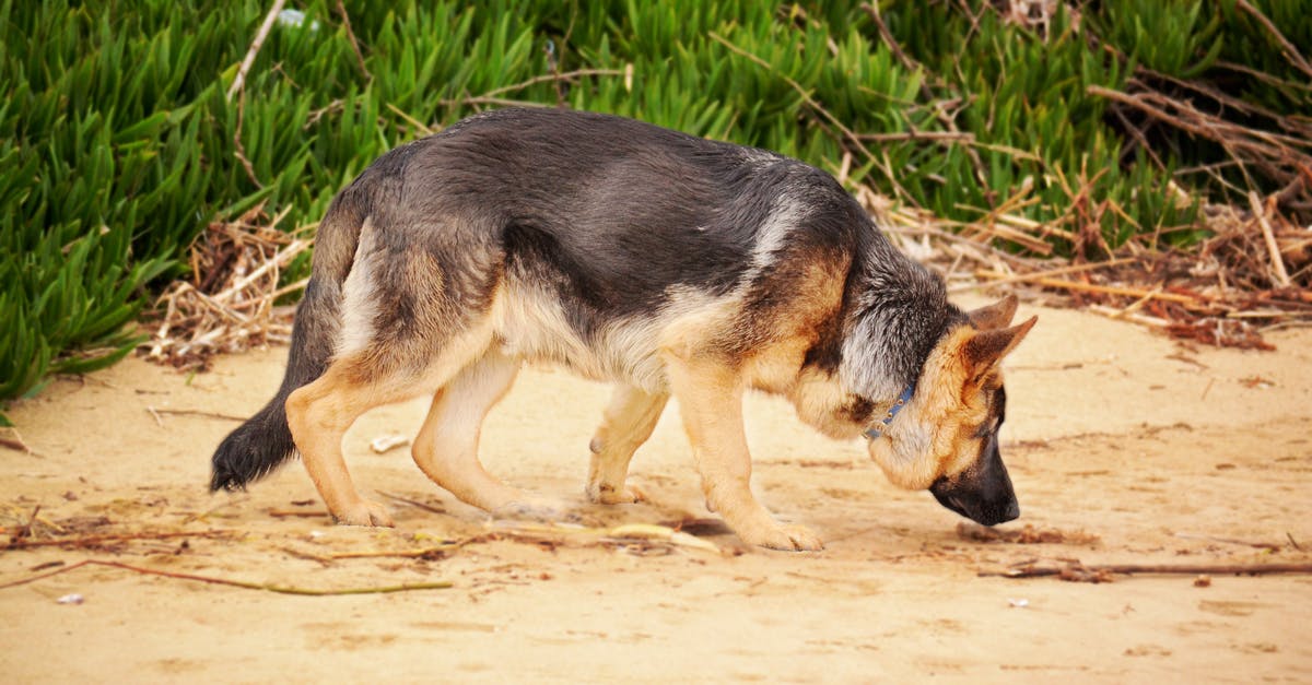 What is this dog sniffing out here? - Photo of a German Shepherd Sniffing What is this dog sniffing out here? - Photo of a German Shepherd Sniffing