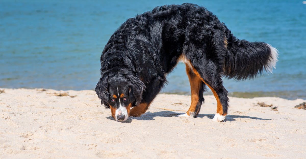 What is this dog sniffing out here? - A Dog Standing on the Sand What is this dog sniffing out here? - A Dog Standing on the Sand
