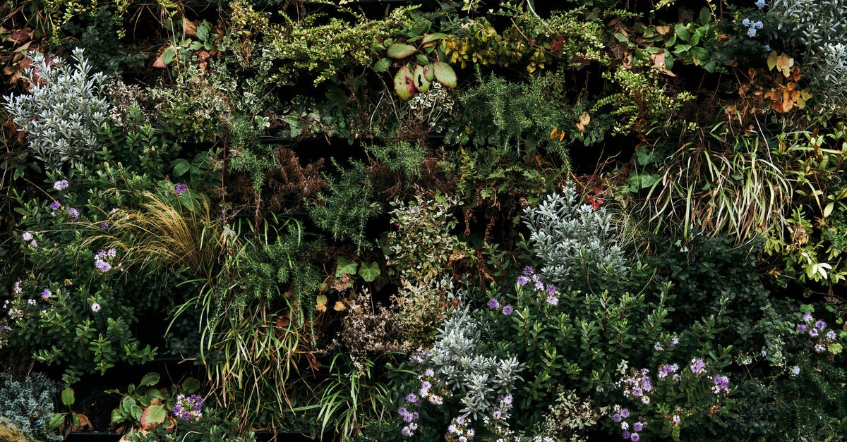 What kind of environment spawns the various starter pokemon? - From above of various wildflowers and plants growing on green meadow on sunny day What kind of environment spawns the various starter pokemon? - From above of various wildflowers and plants growing on green meadow on sunny day